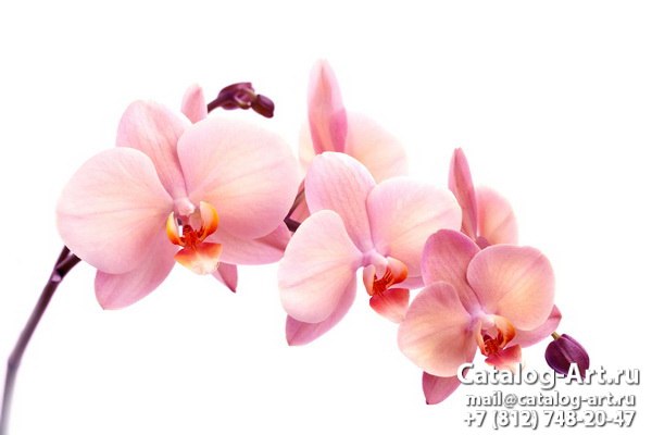 Pink orchids 88